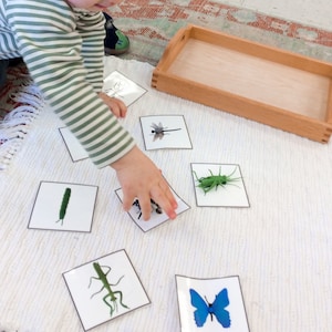 Montessori insect language cards