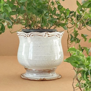 May include: A white ceramic planter with a scalloped rim and a pedestal base. The planter is filled with green leafy plants. The rim and base have a brown trim. The planter is on a brown surface.