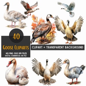 40 Watercolor Goose Png Clipart, Cute Goose, Clipart Bundle, Commercial Use, Transparent Background