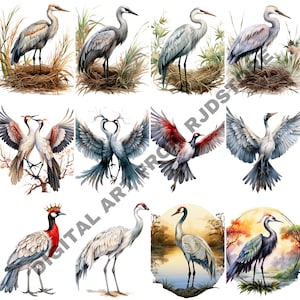 20 Aquarela Crane bird png, pacote de clipart de guindaste, pacote de clipart de pássaros png, uso comercial, fundo transparente