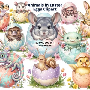 Può includere: Illustrazione ad acquerello con vari animali, tra cui un geco, un opossum, un ornitorinco, un furetto, un camaleonte, un cincillà, un ragno, un coniglio, un axolotl, una lumaca, un'anatra e un fenicottero, che escono da uova di Pasqua dai colori pastello. Include il testo "Animals in Easter Eggs Clipart".