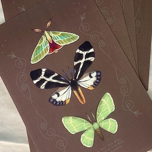 Lot de 4 cartes postales sur les phalènes de style ancien, art naturaliste, teigne de la soie râpe, teigne du drapeau géant, entomologie, cartes insecte, amoureux de la nature