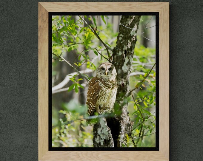 Barred Owl in Six Mile Cypress Slough Preserve. Florida Bird Raptor Wildlife Photography