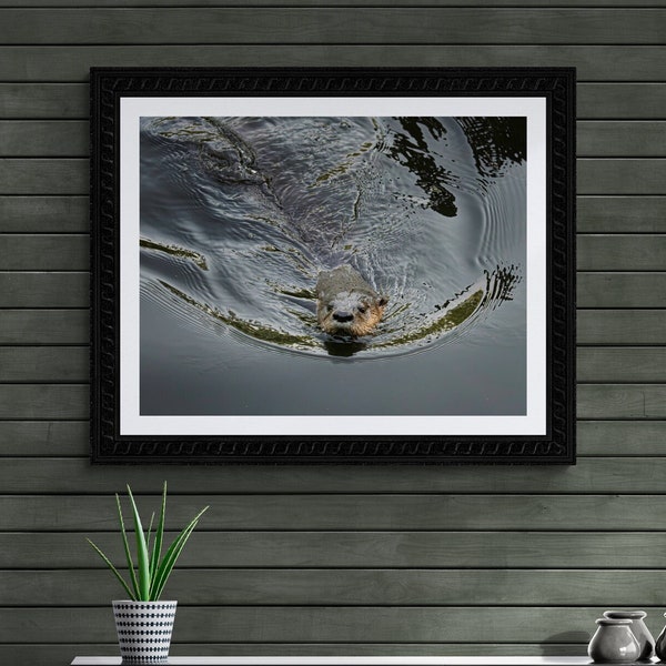 River Otter Animal Decor Wildlife Artwork Florida Photography