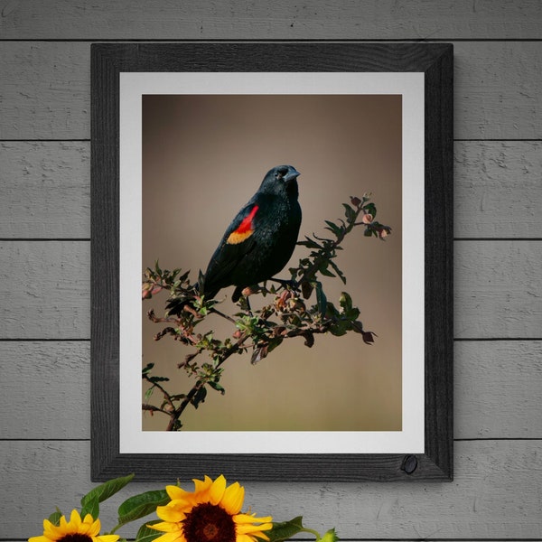 Red Winged Blackbird Florida Bird Wildlife Artwork
