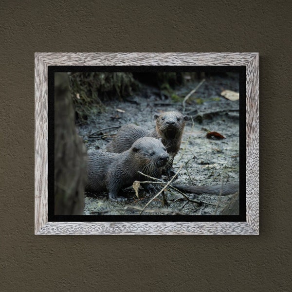 River Otters Baby Animal Decor Wildlife Artwork Florida Photography