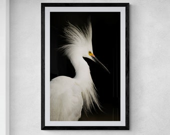 Snowy Egret Portrait Florida Wildlife Artwork