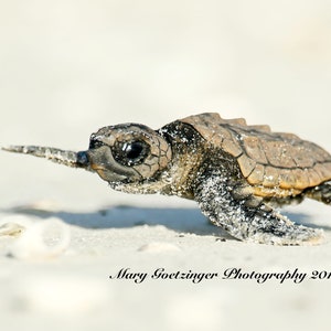 22 x 14 Canvas Print Sea Turtle hatchling, Reptile Wildlife Photo