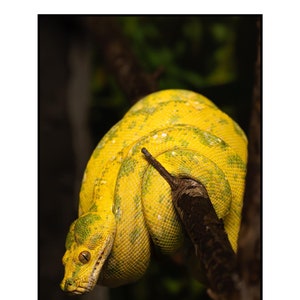May include: A bright yellow snake with green markings is coiled around a branch. The snake has a light green eye and is looking to the left.