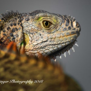 May include: Close-up of an iguana's head, showing its green eye, scaly skin, and sharp teeth. The iguana is partially obscured by a blurry background of brown and green.