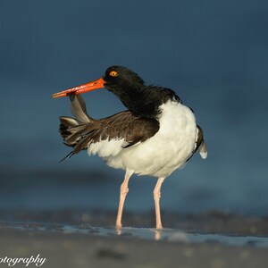 May include: A black and white American oystercatcher bird with an orange beak stands on a sandy beach with a blue background. The bird is preening its feathers.