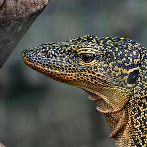 Mangrove Monitor lizard at Iguanaland - Florida Reptile Wall Art