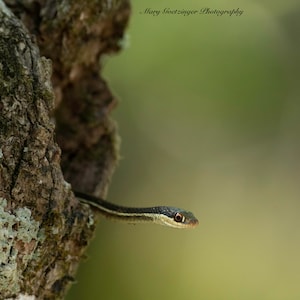 May include: A small, green and black snake peeks out from a hole in a tree trunk. The snake has a light stripe running down its back.