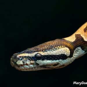 May include: Close-up of a snake's head and neck against a dark background. The snake has a pattern of brown, tan, and black markings. The snake's eye is visible, and the scales are detailed. The image is a photograph.