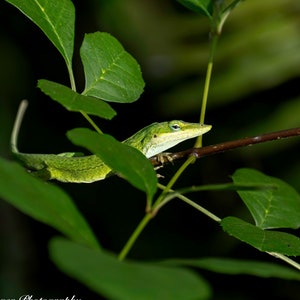 Green Anole Florida Reptile Decor Wildlife Artwork
