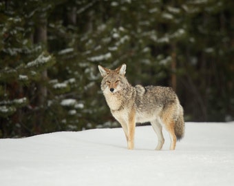 Coyote in Yellowstone Winter Wildlife Artwork