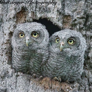Eastern Screech Owlets Nesting: Wildlife Bird Photography Print - Nature Wall Art Decor