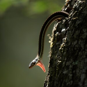 Eastern Ribbon Snake at Six Mile Cypress Slough Preserve. Florida Reptile Wildlife Photography