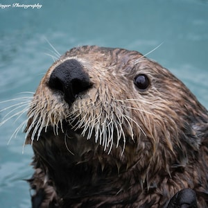 Sea Otter coming up to say Hello Wildlife Print Wall Art