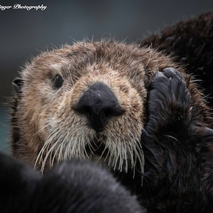 Sea Otter Oy Vey! Wildlife Print Wall Art