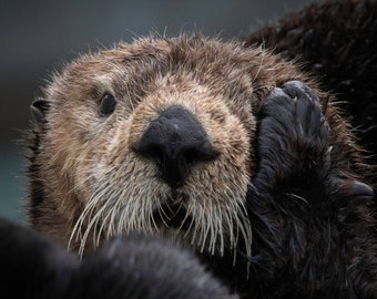 Sea Otter Oy Vey! Wildlife Print Wall Art