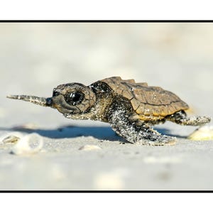 May include: A small sea turtle hatchling crawls on a sandy beach. The turtle is brown and black with a light brown shell. The turtle is facing the right side of the image.