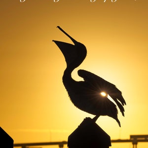 Brown Pelican at Sunrise Silhouette Florida Bird Wildlife Photo