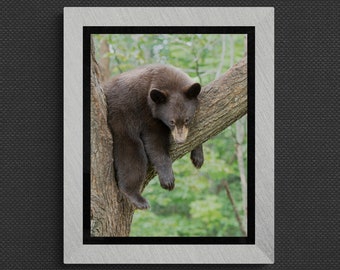 Black Bear Cub Wildlife Photography Decor for your Home or Office