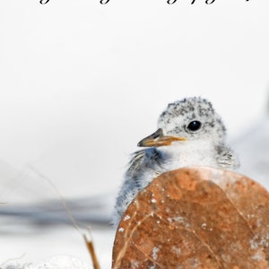 11x14 Metal Print Least Tern Chick Wildlife Photography Fine Art Print