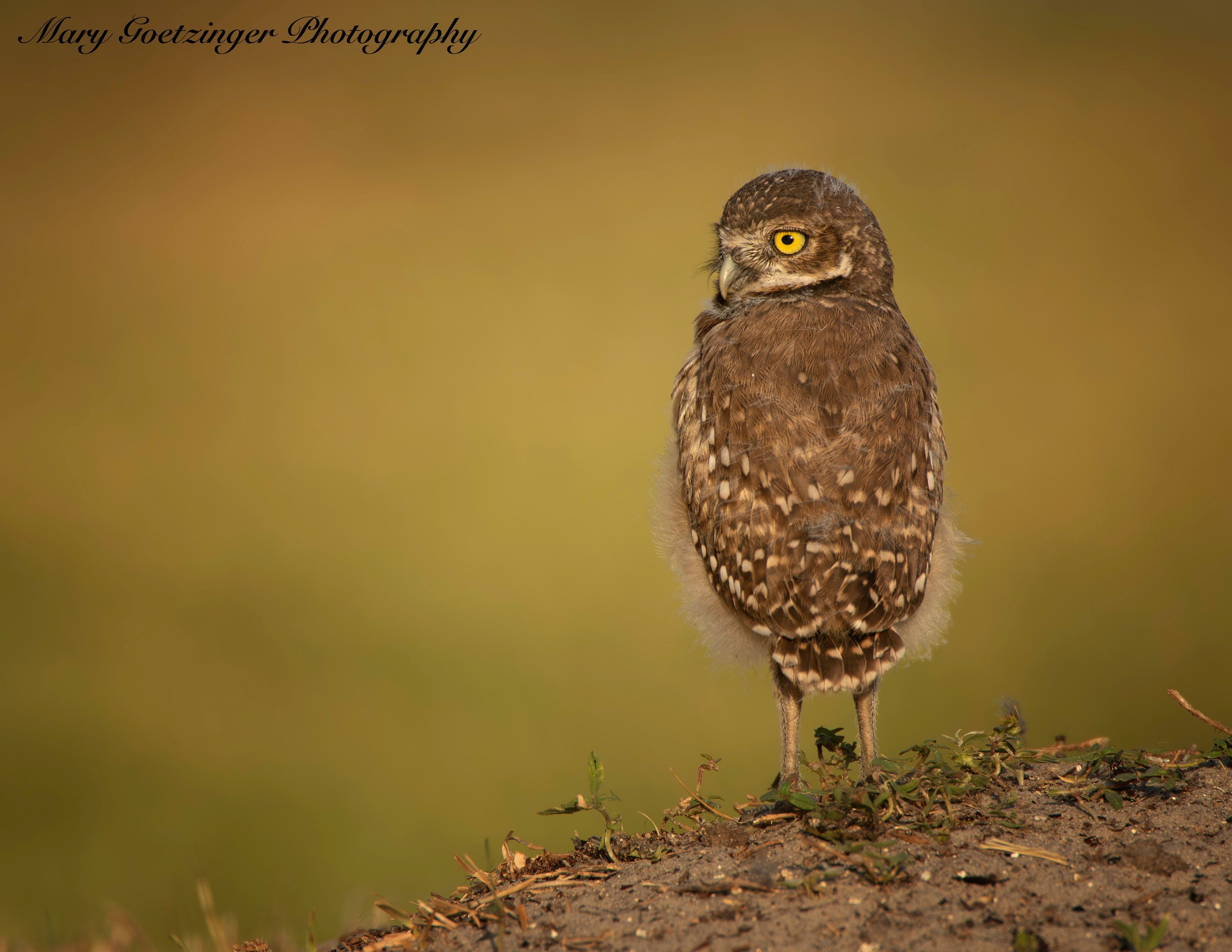 Burrowing Owl Florida Bird Raptor Wildlife Artwork