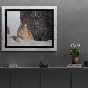 Bobcat in Yellowstone National Park. Winter Wildlife Photography image 5