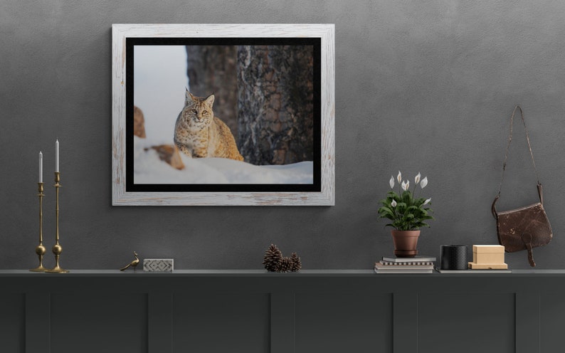 Bobcat in Yellowstone National Park. Winter Wildlife Photography image 5