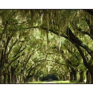 May include: A scenic photograph of a tree-lined road, creating a natural tunnel effect. The trees are tall with thick trunks and branches covered in green leaves and hanging moss. The road leads into the distance, creating a sense of depth.