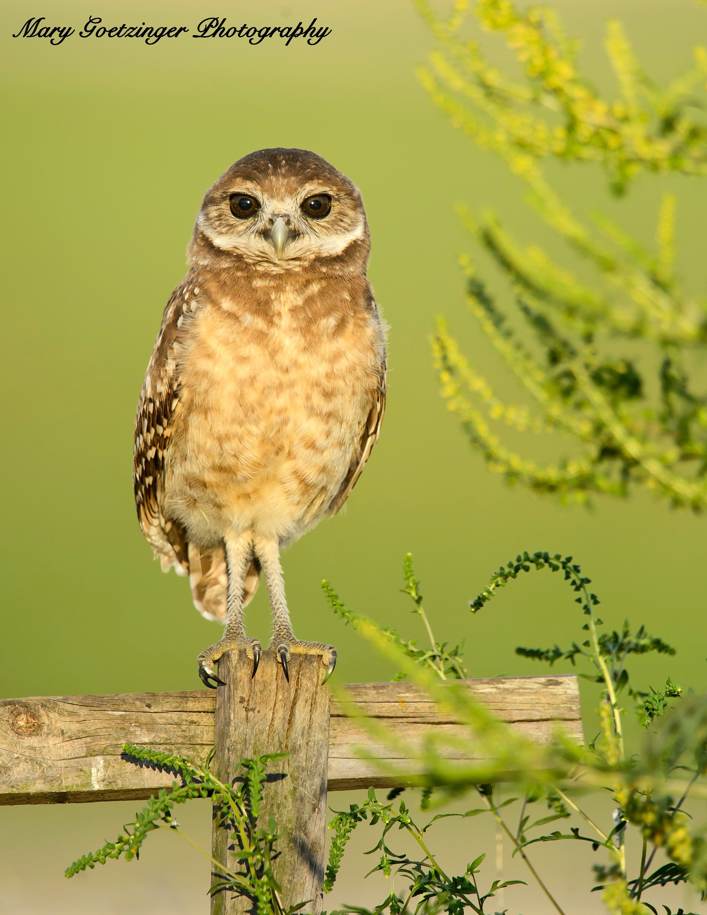 Burrowing Owl Wildlife Artwork Florida Bird Photography