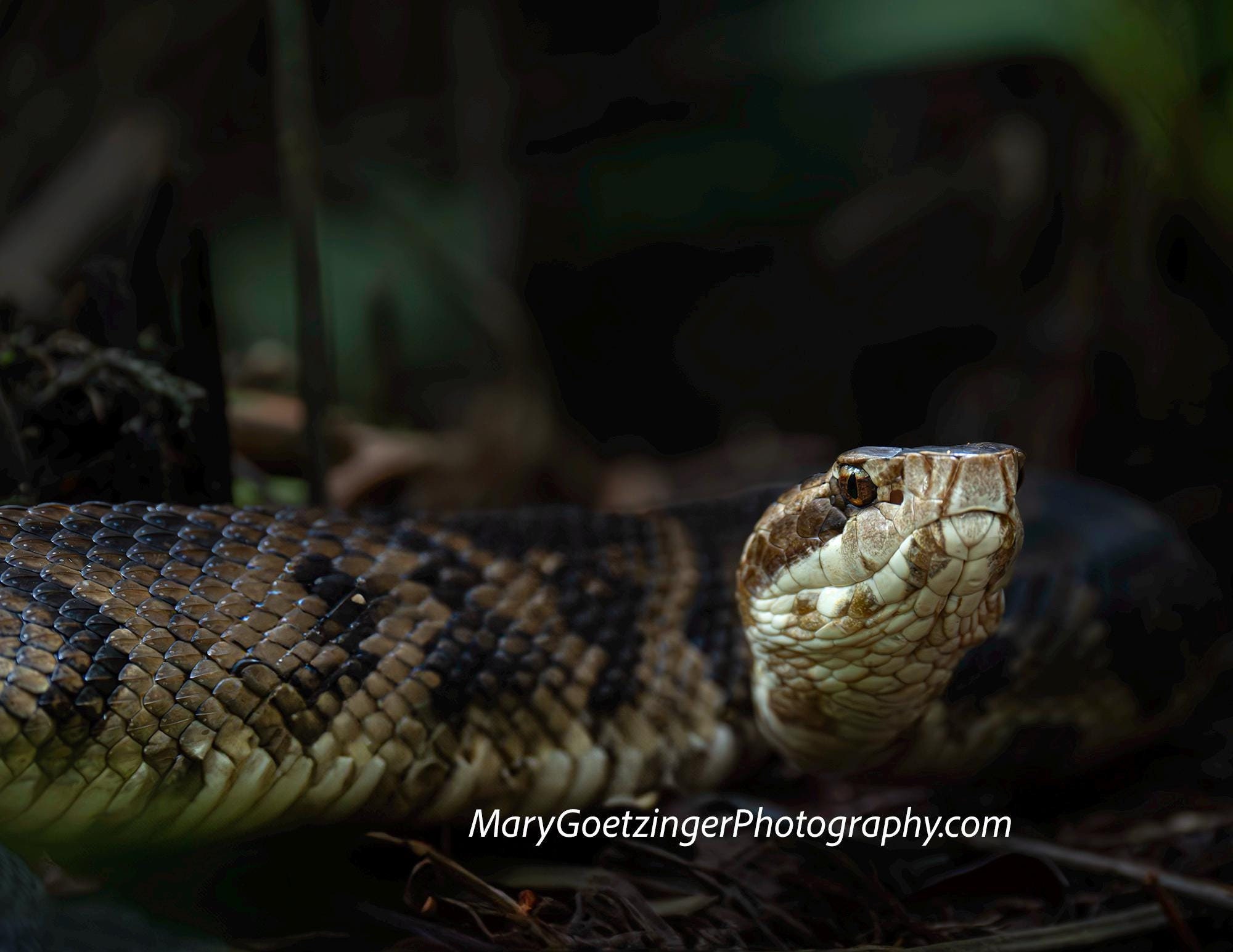 Water Moccasin