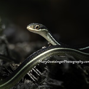 May include: A black and green snake with yellow stripes is coiled on a dark, textured surface. The snake's head is raised, and its eyes are visible.