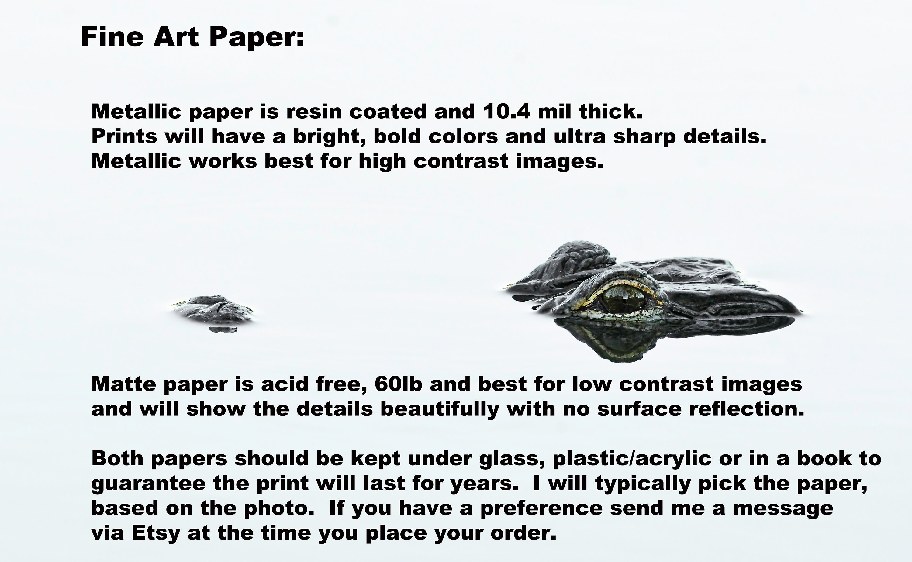 Osprey Florida Bird Photography Wildlife Artwork - Etsy