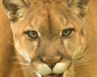 Portrait of a Captive Florida Panther Texas Cougar Mix Wildlife Photo