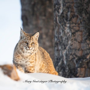 May include: A bobcat with brown and white fur sits in the snow with a tree trunk behind it. The bobcat is looking directly at the camera. The snow is white and there is a rock in the foreground.