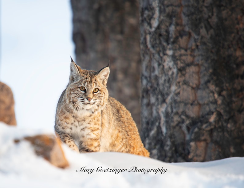 May include: A bobcat with brown and white fur sits in the snow with a tree trunk behind it. The bobcat is looking directly at the camera. The snow is white and there is a rock in the foreground.