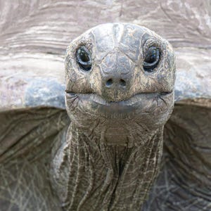 May include: Close-up of a Galapagos tortoise's head, showcasing its textured, gray skin and dark eyes. The image captures the tortoise's wrinkled face and neck, with the text "MaryGoetzingerPhotography.com" in the top left corner.