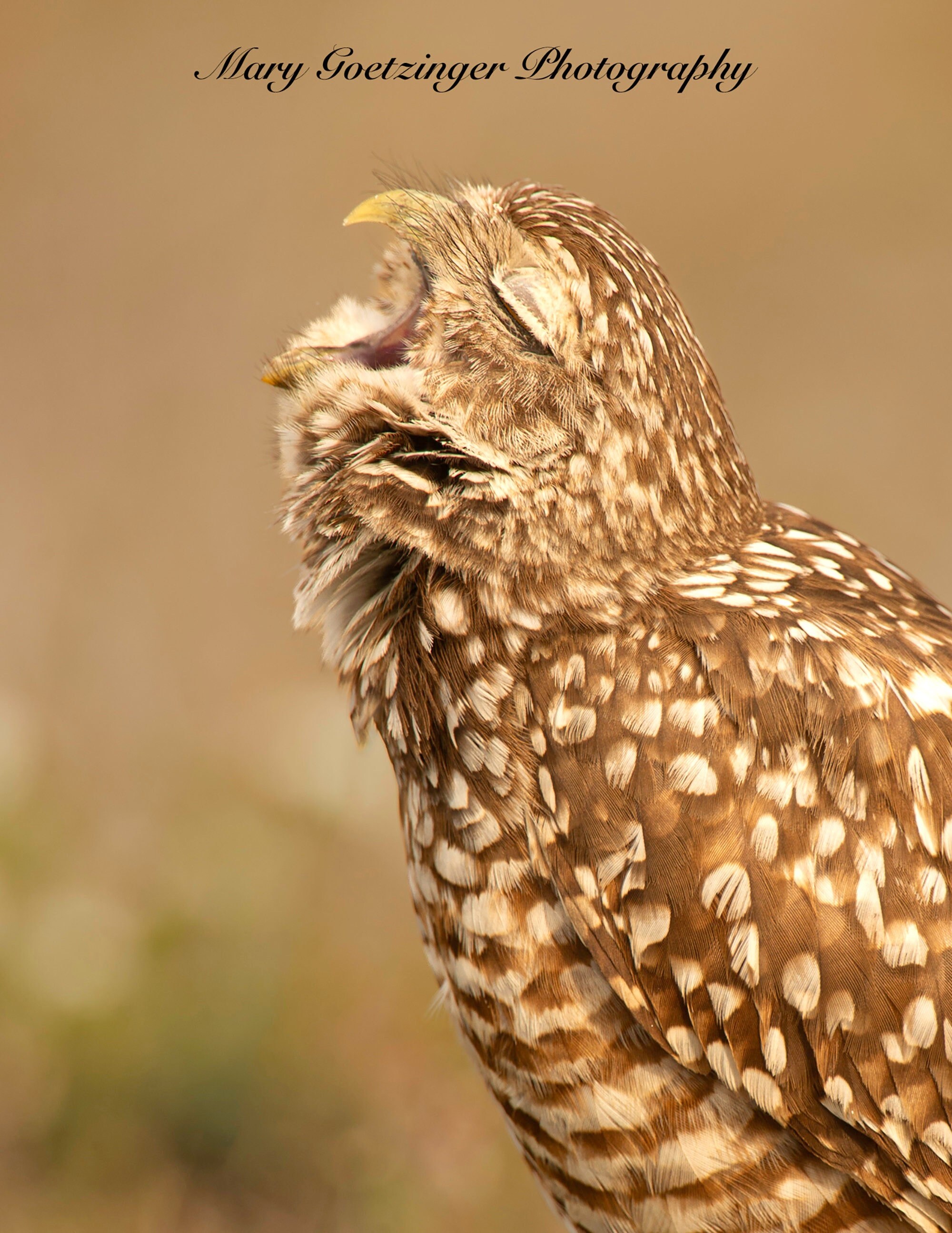Burrowing Owl Yawning. Florida Bird Raptor Wildlife Photography