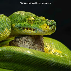 May include: A close-up of a green tree python with yellow markings and a yellow underbelly. The snake's head is in profile, revealing its yellow eyes and mouth. The snake is coiled around a small piece of wood against a dark background.