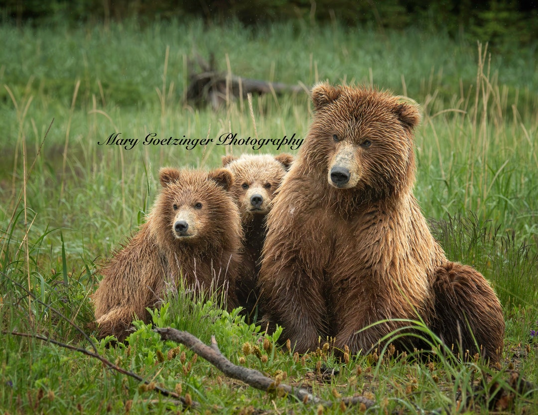 Coastal Brown Bear Momma and Cubs. Family Portrait. Wildlife ...