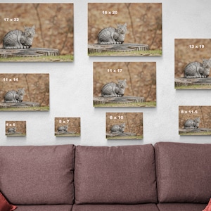 May include: A gray tabby cat sitting on a tree stump in a forest setting. The cat is looking directly at the camera. The image is available in various sizes, from 4x6 inches to 17x22 inches.
