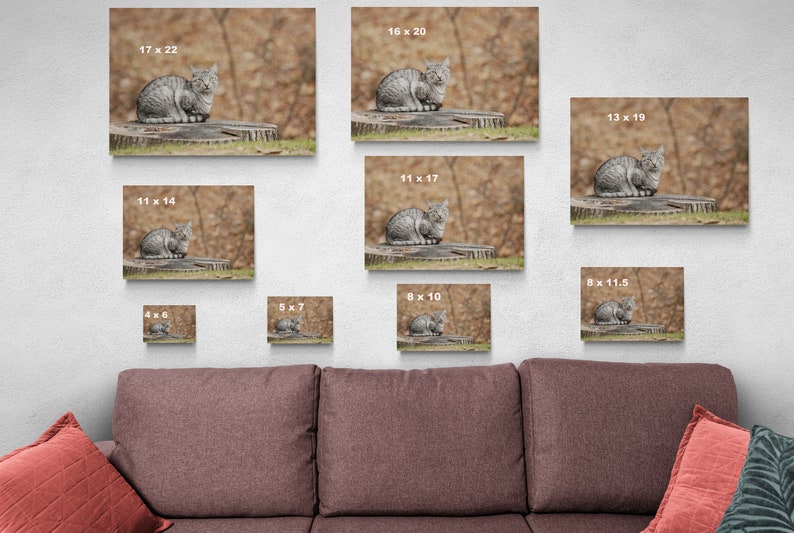May include: A gray tabby cat sitting on a tree stump in a forest setting. The cat is looking directly at the camera. The image is available in various sizes, from 4x6 inches to 17x22 inches.