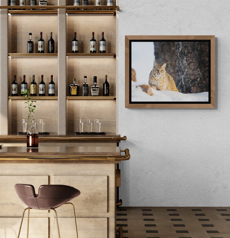 Bobcat in Yellowstone National Park. Winter Wildlife Photography image 4