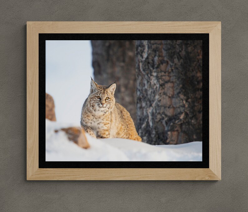 Bobcat in Yellowstone National Park. Winter Wildlife Photography image 2