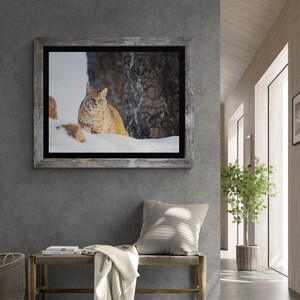 Bobcat in Yellowstone National Park. Winter Wildlife Photography image 3