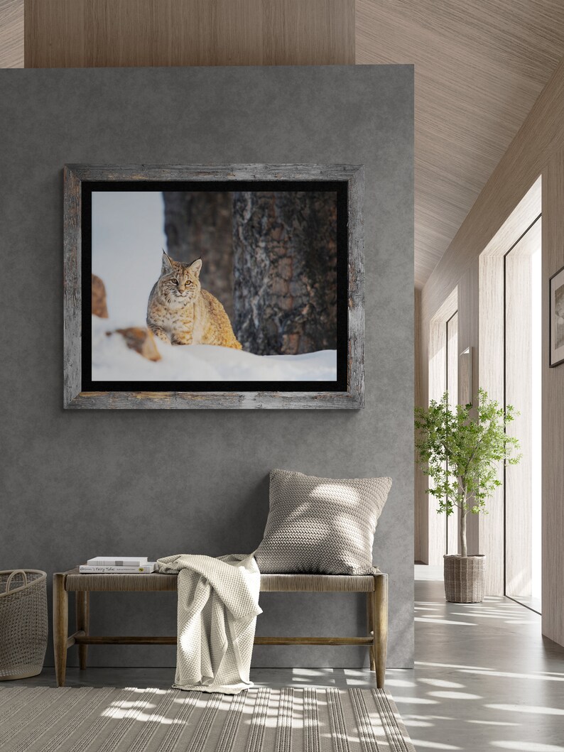 Bobcat in Yellowstone National Park. Winter Wildlife Photography image 3